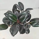 Ficus Elastica (Rubber plant) | 70 - 80 cm - Acacia Garden Center