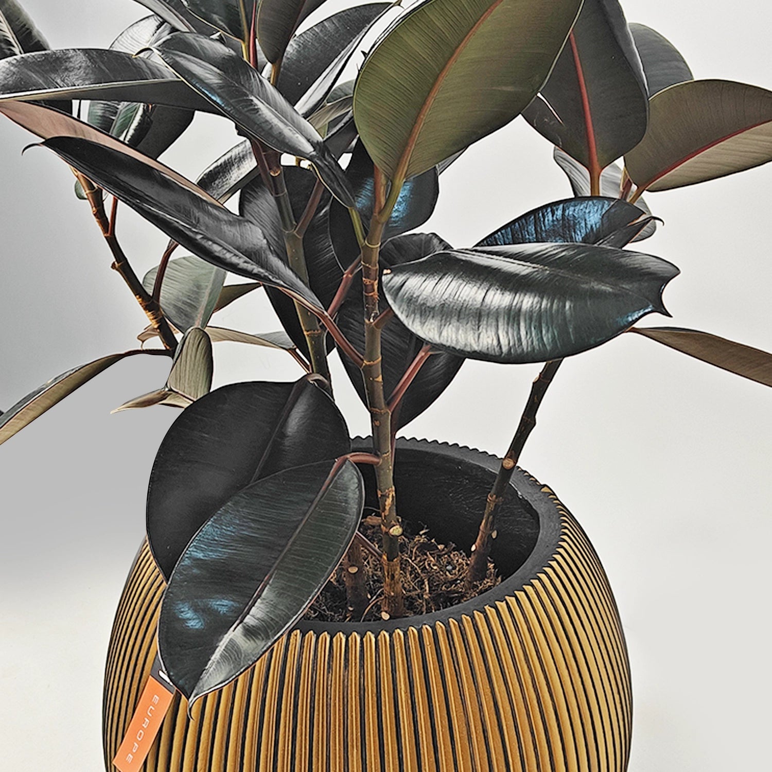 Ficus Elastica (Rubber plant) | 70 - 80 cm - Acacia Garden Center