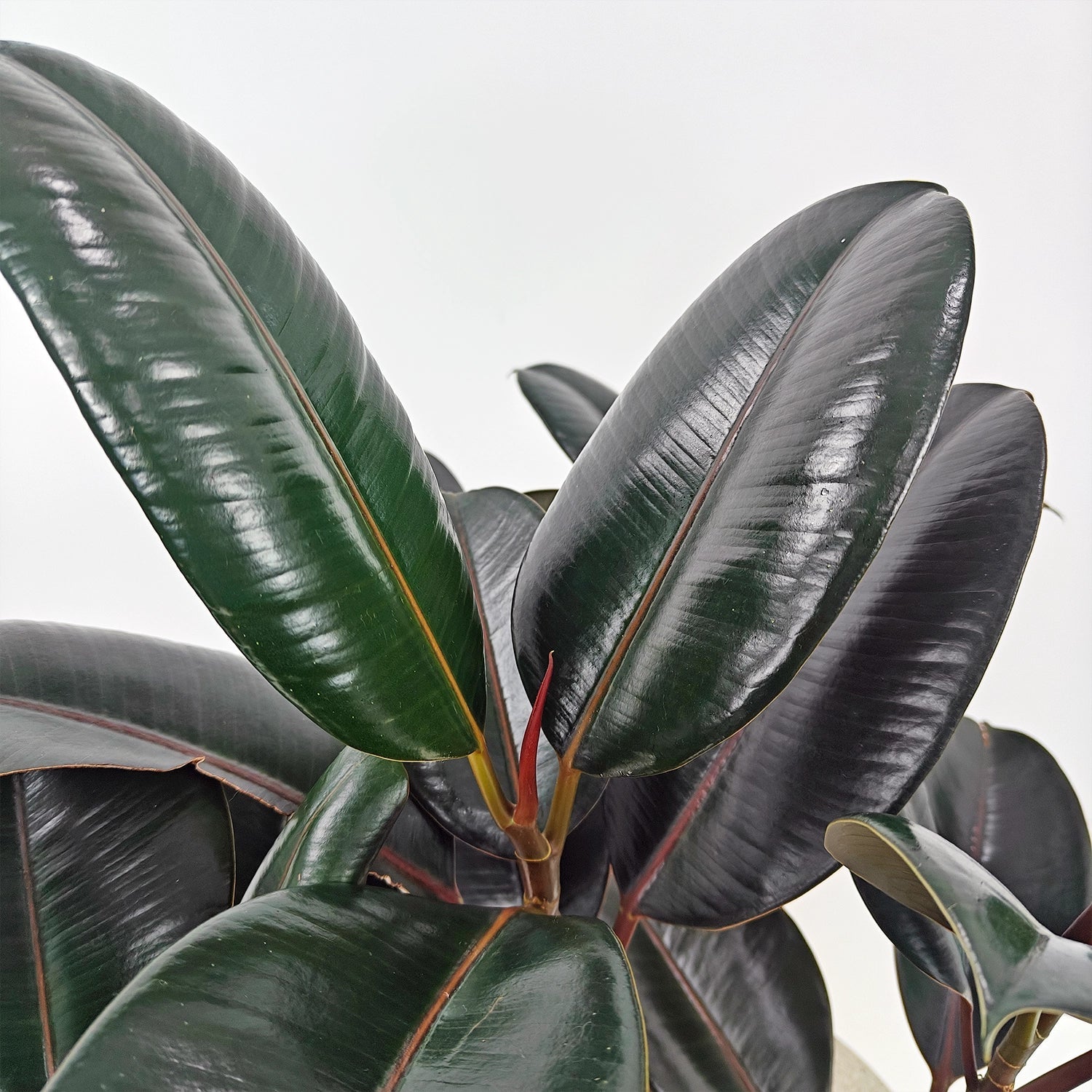 Ficus Elastica (Rubber plant) | 70 - 80 cm - Acacia Garden Center