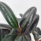 Ficus Elastica (Rubber plant) | 70 - 80 cm - Acacia Garden Center