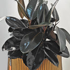 Ficus Elastica (Rubber plant) | 70 - 80 cm - Acacia Garden Center