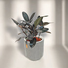 Ficus Elastica (Rubber plant) | 70 - 80 cm - Acacia Garden Center