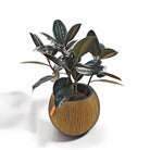 Ficus Elastica (Rubber plant) | 70 - 80 cm - Acacia Garden Center