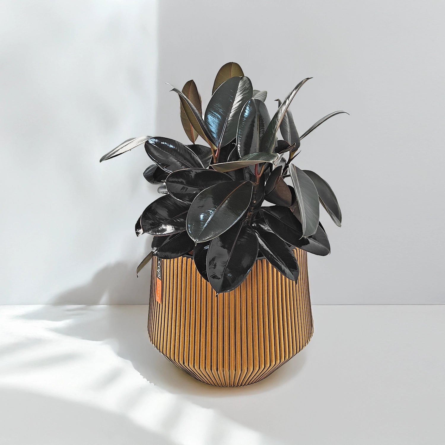 Ficus Elastica (Rubber plant) | 70 - 80 cm - Acacia Garden Center