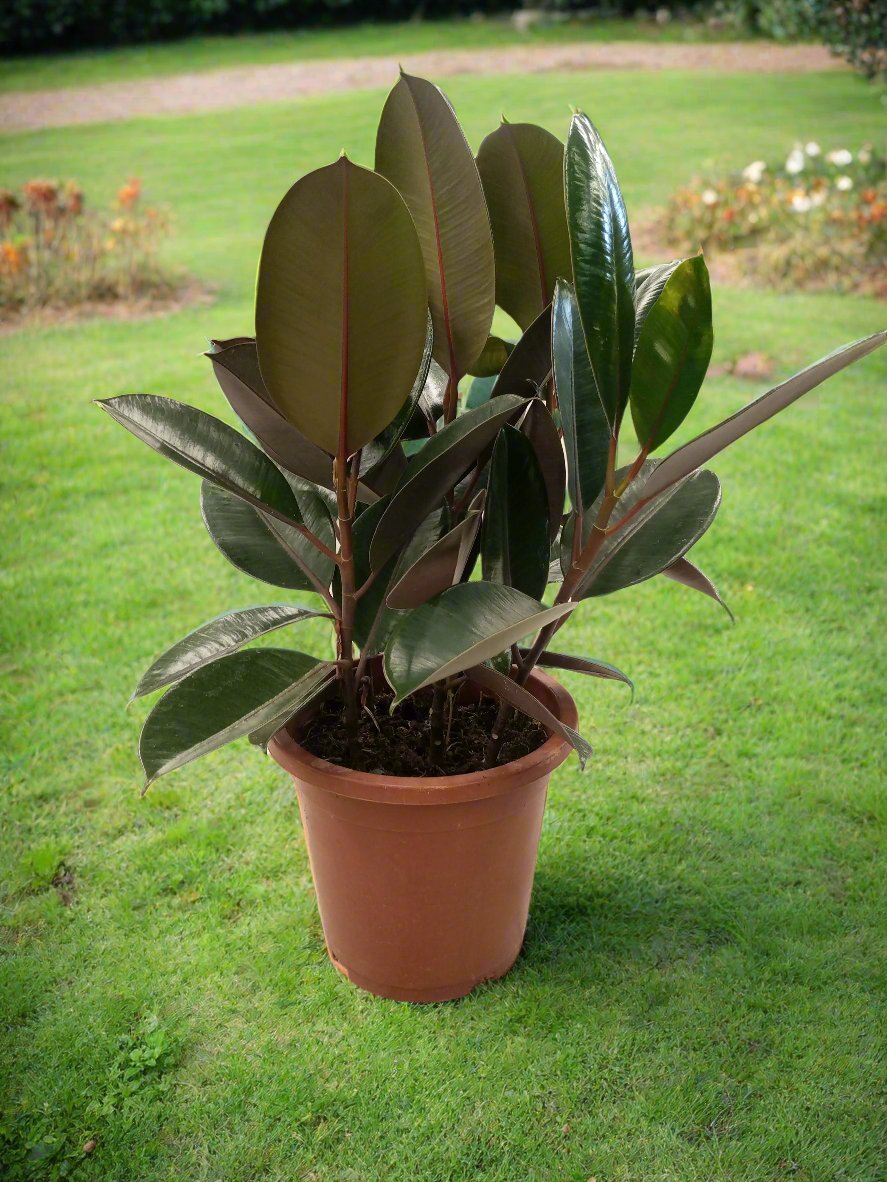 Ficus Elastica (Rubber plant) | 70 - 80 cm - Acacia Garden Center