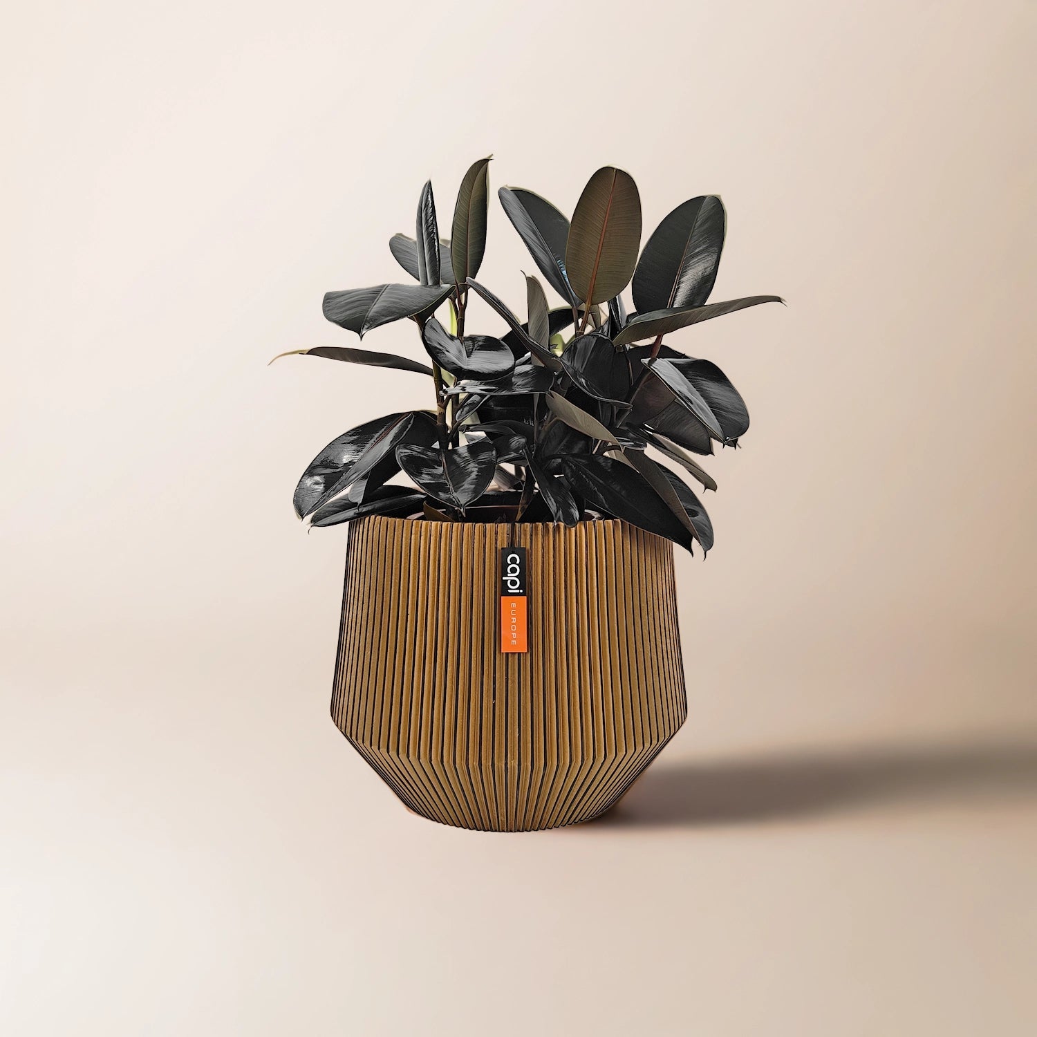 Ficus Elastica (Rubber plant) | 70 - 80 cm - Acacia Garden Center