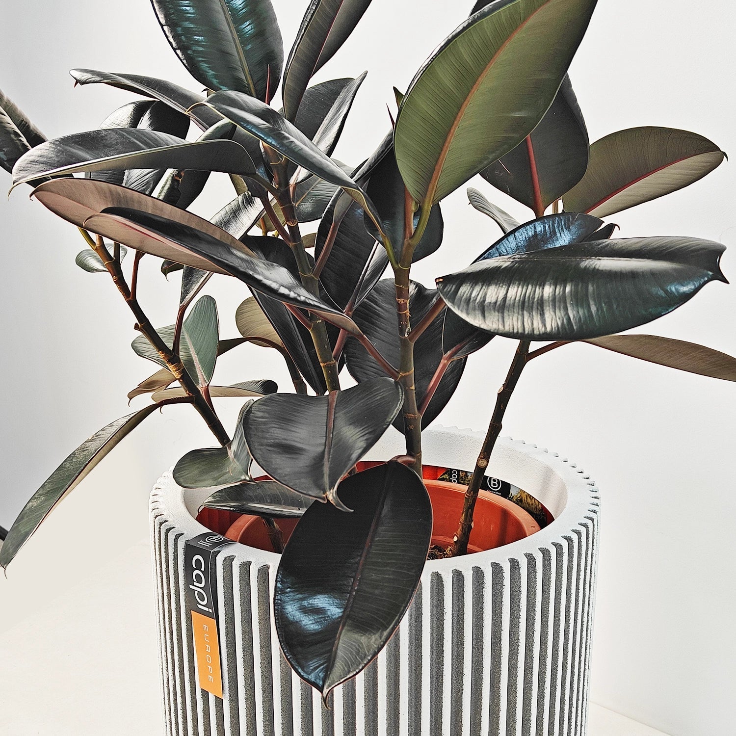 Ficus Elastica (Rubber plant) | 70 - 80 cm - Acacia Garden Center