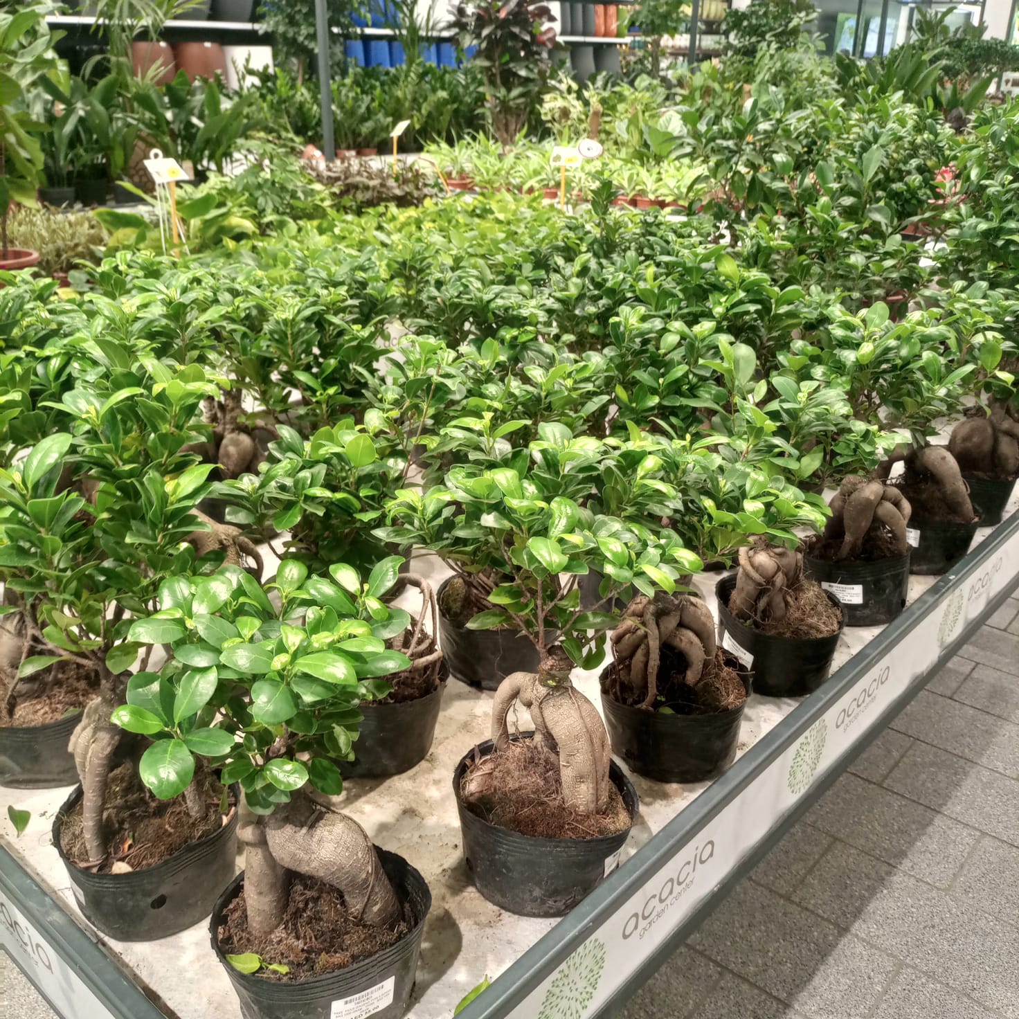 Ficus Ginseng Bonsai (Ficus microcarpa) | 30 - 35cm - Acacia Garden Center