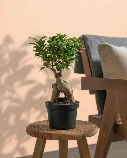 Ficus Ginseng Bonsai (Ficus Microcarpa)