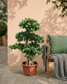 Ficus Ginseng Bonsai (Ficus microcarpa) | Tree Form, 60–90 cm - Acacia Garden Center