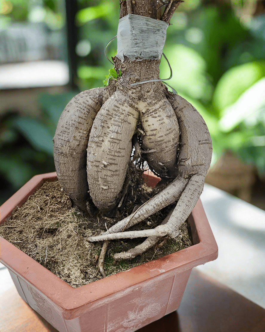 Ficus Ginseng Bonsai (Ficus microcarpa) | Tree Form, 60–90 cm - Acacia Garden Center
