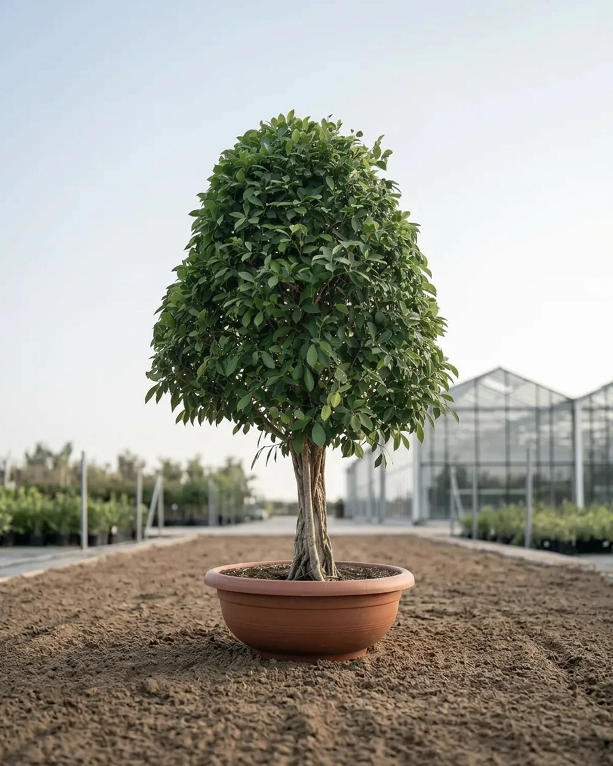 Ficus Nitida (X Mas Tree) | 1.8 - 2.0 m - Acacia Garden Center