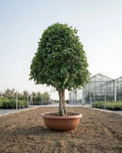 Ficus Nitida (X Mas Tree) | 1.8 - 2.0 m - Acacia Garden Center