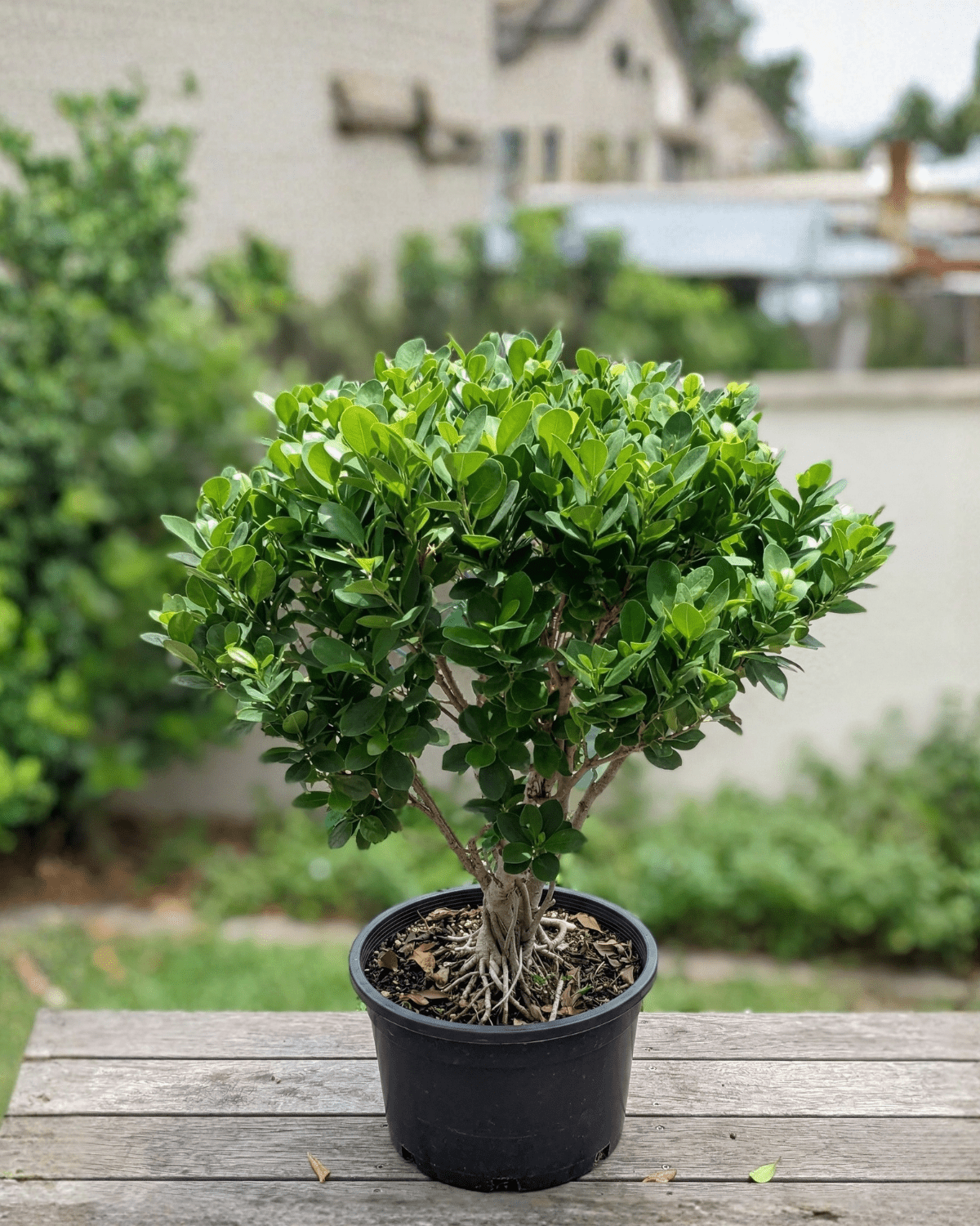 Ficus Panda Ball Shape (Ficus retusa) | Topiary, 60–90 cm - Acacia Garden Center