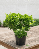 Ficus Panda Ball Shape (Ficus retusa) | Topiary, 60–90 cm - Acacia Garden Center
