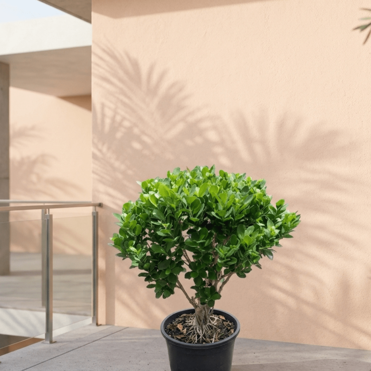 Tree Ficus Panda (Ficus Retusa) Ball Shape | Shop Outdoor Plants Dubai ...