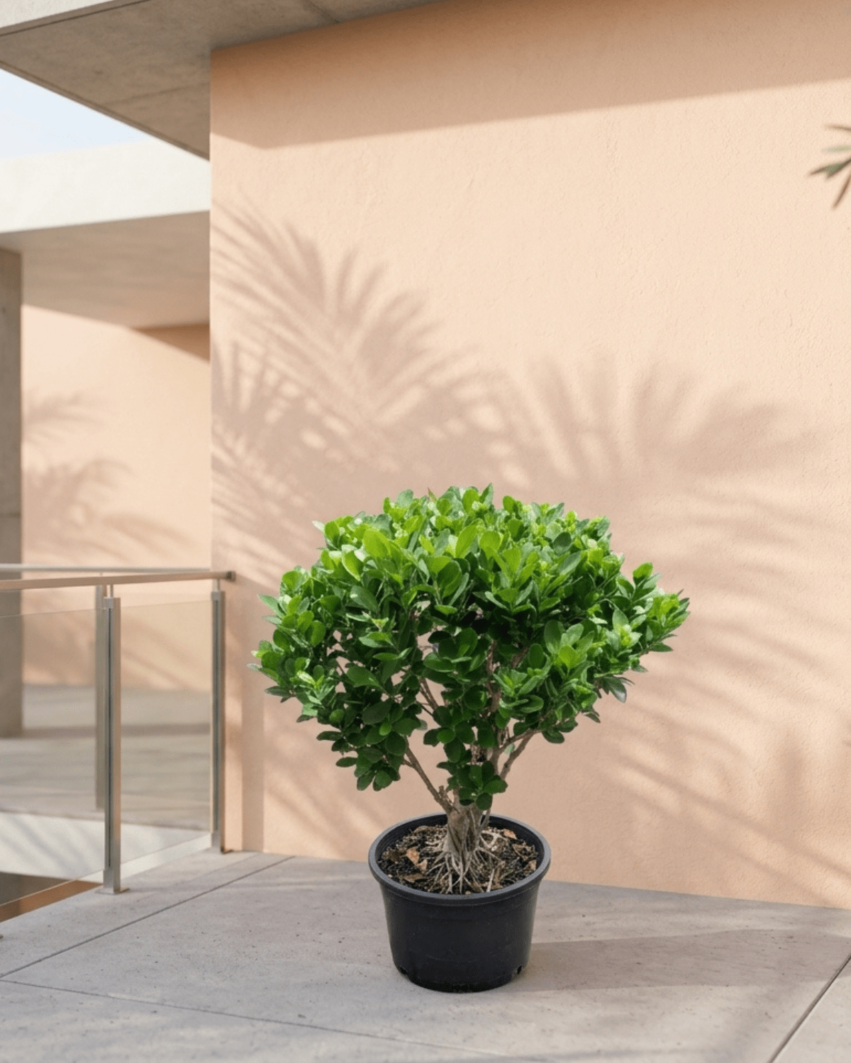 Ficus Panda Ball Shape (Ficus retusa) | Topiary, 60–90 cm - Acacia Garden Center