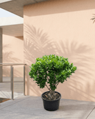 Ficus Panda Ball Shape (Ficus retusa) | Topiary, 60–90 cm - Acacia Garden Center