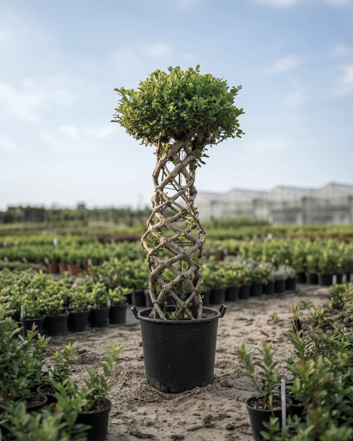 Ficus Panda Cage Shape | 1.5 - 2.0 - Acacia Garden Center