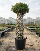 Ficus Panda Cage Shape | 1.5 - 2.0 - Acacia Garden Center