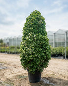 Ficus Panda (Ficus retusa) | Cone Shape, Multiple Sizes - Acacia Garden Center