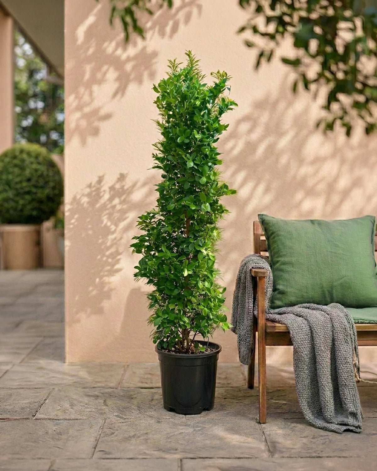 Ficus Panda (Ficus retusa) | Cone Shape, Multiple Sizes - Acacia Garden Center