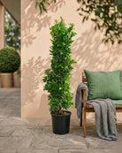 Ficus Panda (Ficus retusa) | Cone Shape, Multiple Sizes - Acacia Garden Center