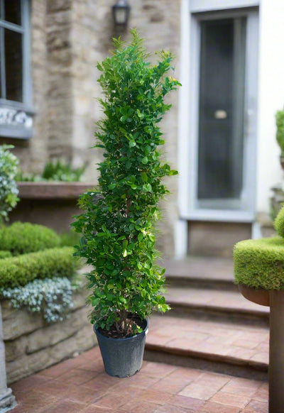 Ficus Panda (Ficus Retusa Panda) - Acacia Garden Center