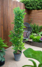 Ficus Panda (Ficus Retusa Panda) - Acacia Garden Center