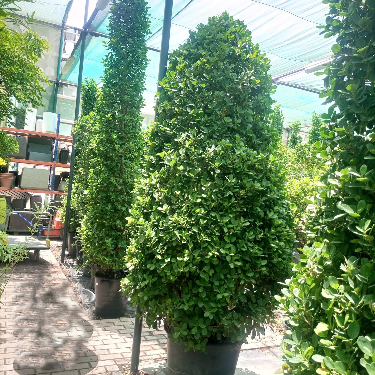 Ficus Panda (Ficus Retusa Panda) - Acacia Garden Center
