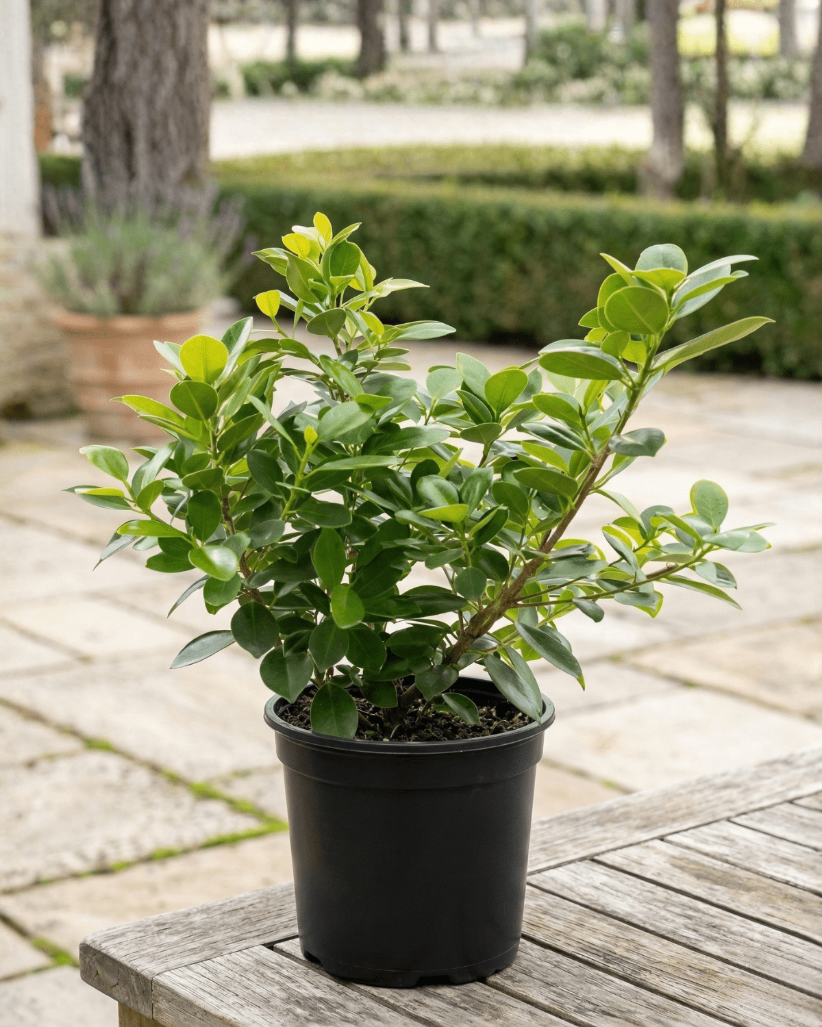 Ficus Panda (Ficus retusa) | Standard Form, 30–60 cm - Acacia Garden Center
