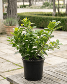 Ficus Panda (Ficus retusa) | Standard Form, 30–60 cm - Acacia Garden Center