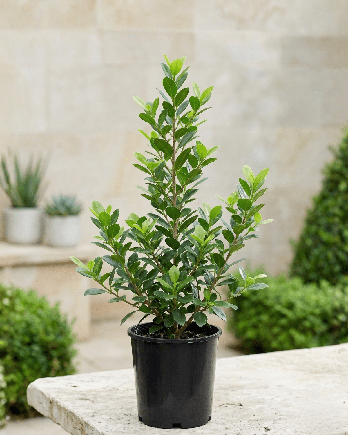 Ficus Panda (Ficus retusa) | Standard Form, 30–60 cm - Acacia Garden Center