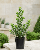 Ficus Panda (Ficus retusa) | Standard Form, 30–60 cm - Acacia Garden Center