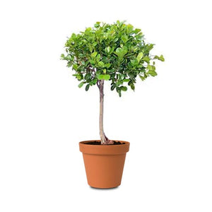 Ficus Panda Single Head (Ficus retusa) 1.0 - 1.2 m - Acacia Garden Center