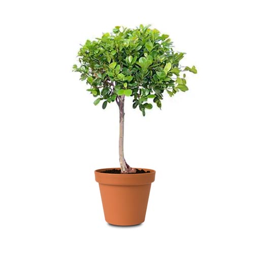 Ficus Panda Single Head (Ficus retusa) 1.0 - 1.2 m - Acacia Garden Center