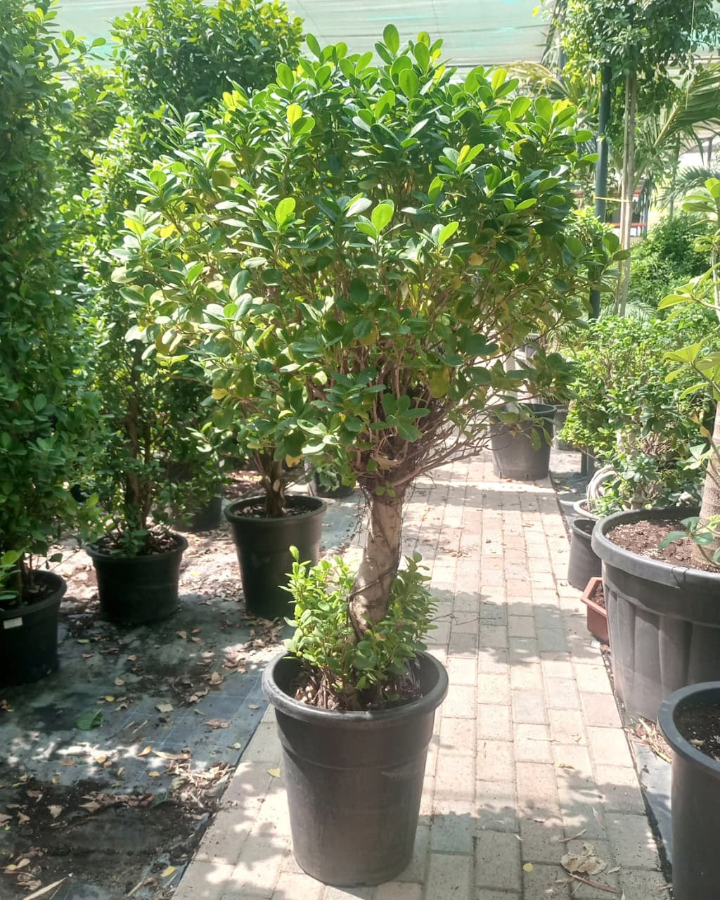 Ficus Panda Single Head (Ficus retusa) | 1.0–1.2 m - Acacia Garden Center