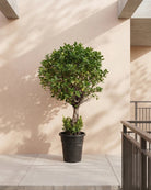 Ficus Panda Single Head (Ficus retusa) | 1.0–1.2 m - Acacia Garden Center