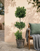 Ficus Panda Three Steps (Ficus retusa) | 1.5–1.8 m - Acacia Garden Center