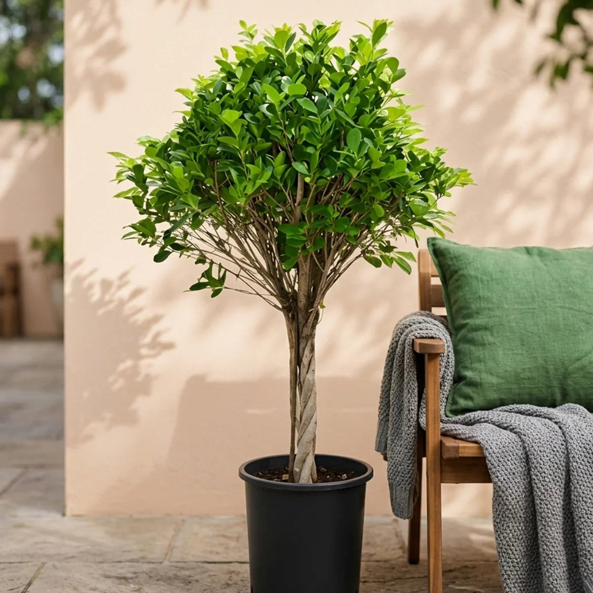 Buy Tree Ficus Panda (Ficus Retusa) Twisted 90 - 100 cm | Outdoor P ...