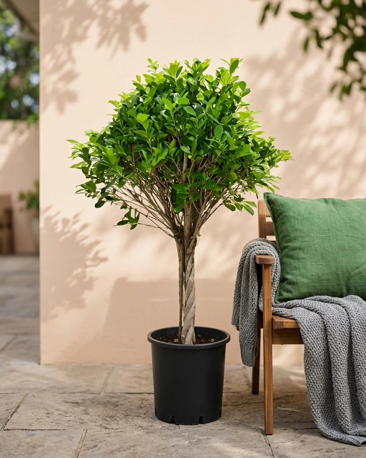 Ficus Panda Twisted (Ficus retusa) | Spiral Trunk, 90–100 cm - Acacia Garden Center