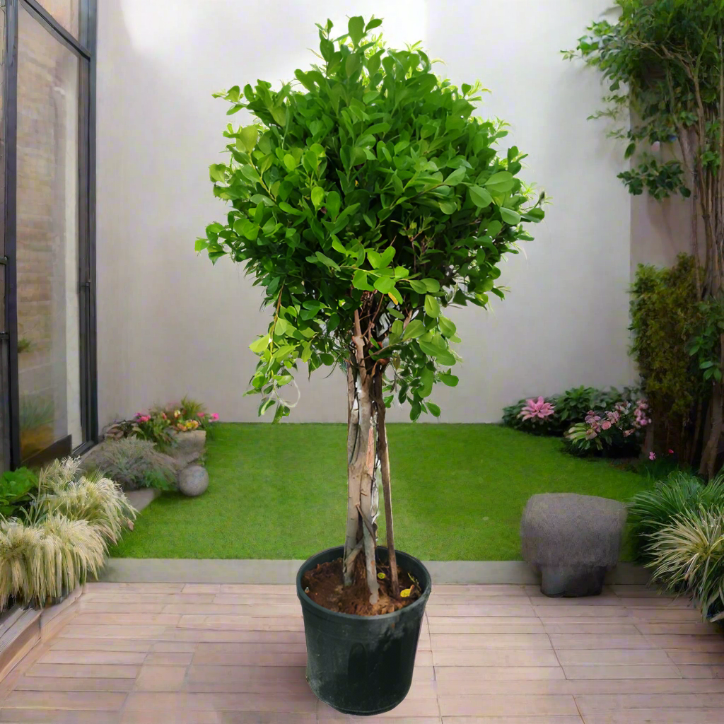 شجرة فيكوس باندا (Ficus Retusa) ملتوية، 18 LP، 1.0 - 1.2 سم