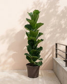 Fiddle Leaf Fig (Ficus lyrata) | Floor Plant, 1.0–1.3 m - Acacia Garden Center