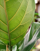 Fiddle Leaf Fig (Ficus lyrata) | Floor Plant, 1.0–1.3 m - Acacia Garden Center