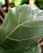 Fiddle Leaf Fig (Ficus lyrata) | Floor Plant, 1.0–1.3 m - Acacia Garden Center