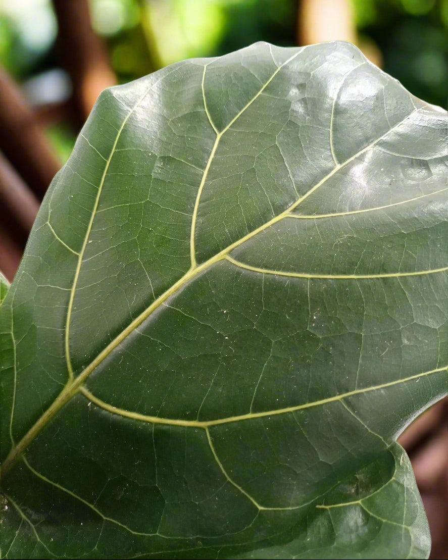 Fiddle Leaf Fig (Ficus lyrata) | Floor Plant, 1.0–1.3 m - Acacia Garden Center