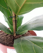 Fiddle Leaf Fig (Ficus lyrata) | Floor Plant, 1.0–1.3 m - Acacia Garden Center