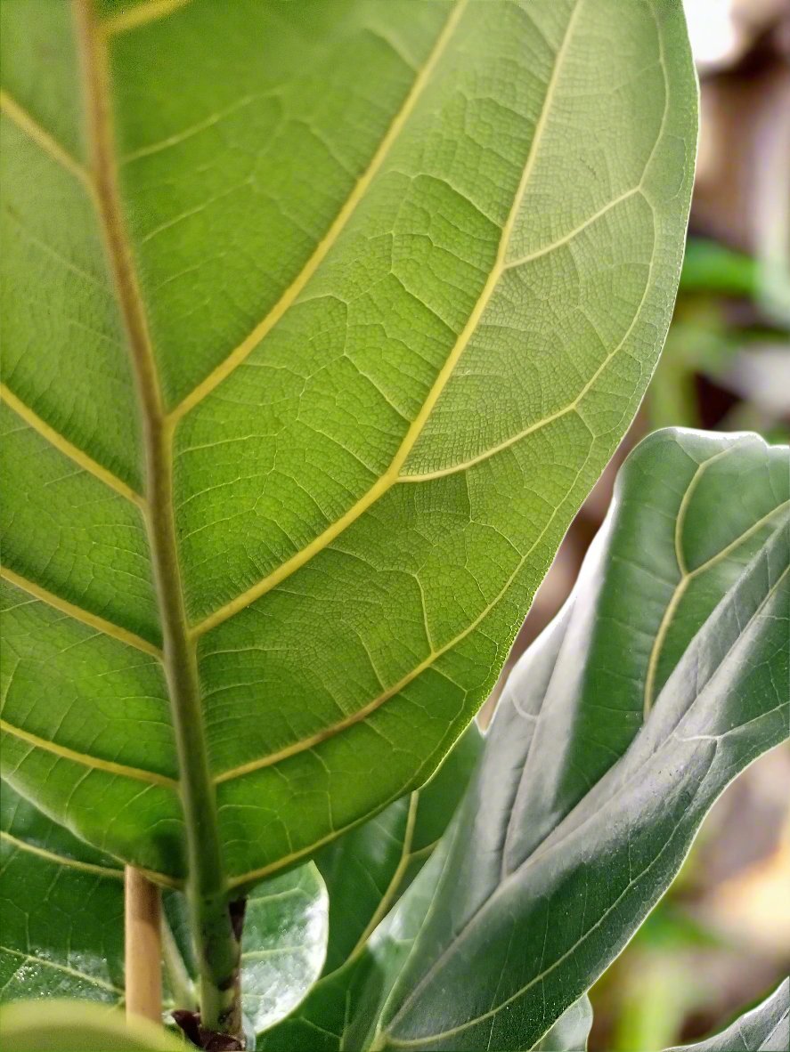 Fiddle Leaf Fig (Ficus Lyrata or Banjo Fig) | 1.0 - 1.3 m - Acacia Garden Center