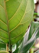 Fiddle Leaf Fig (Ficus Lyrata or Banjo Fig) | 1.0 - 1.3 m - Acacia Garden Center