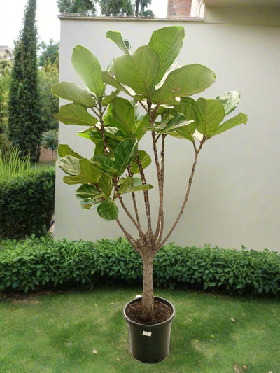 Fiddle Leaf Fig (Ficus Lyrata or Banjo Fig) | 1.0 - 1.5m - Acacia Garden Center